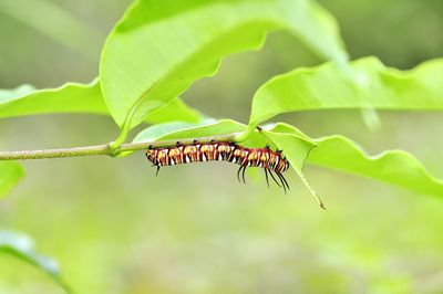 Close-up of insect on leaf