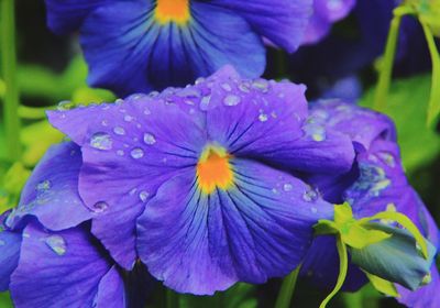 Close-up of water drops on purple flowers