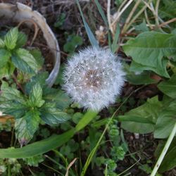 Close-up of white dandelion flower