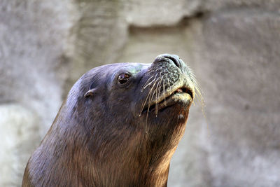 Close-up of  a male sea lions head