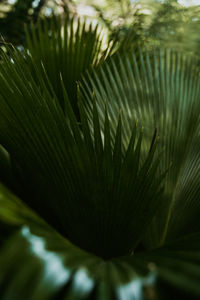 Close-up of palm leaves