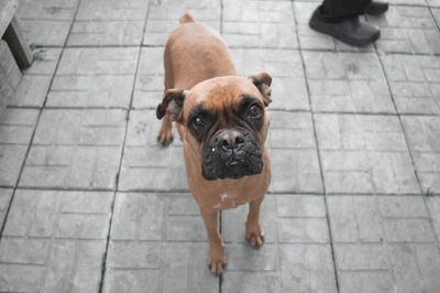 Portrait of dog standing on footpath