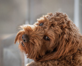 A red cockapoo looking backwards over his shoulder towards the camera