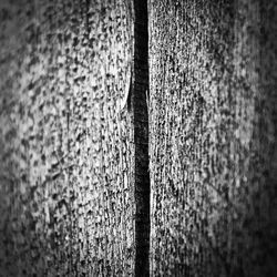 Detail shot of tree trunk against wall