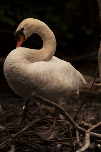 Close-up of swan