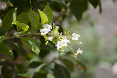 Close-up of white flowering plant