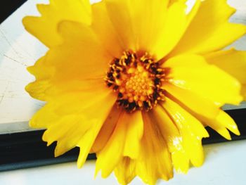 Macro shot of yellow flower