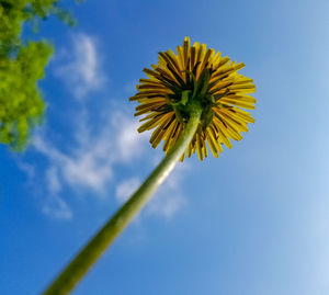 Low angle view of flowering plant against blue sky