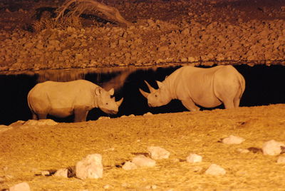 Side view of rhinoceros in water