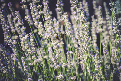 Close-up of flowers blooming outdoors