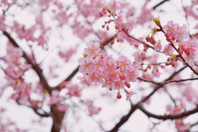 Low angle view of cherry blossom