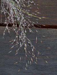 Close-up of plants in winter