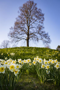 View of flowering plants on field against sky