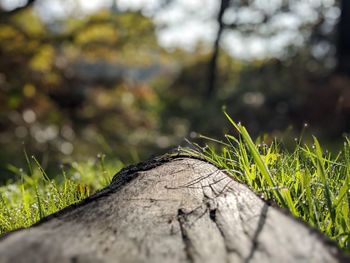 Close-up of tree trunk on field