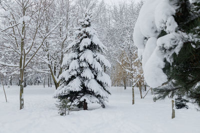 Trees on snow covered field during winter