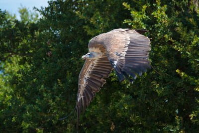 Bird flying in a forest