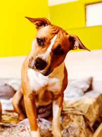 Close-up portrait of dog at home