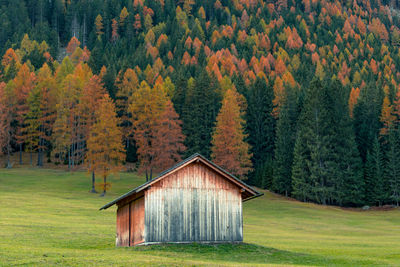 Scenic view of pine trees in forest during autumn