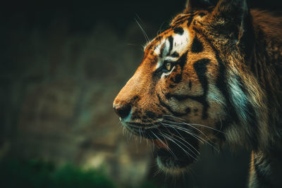 Close-up of a cat looking away
