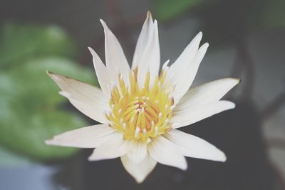 Close-up of white lotus blooming outdoors