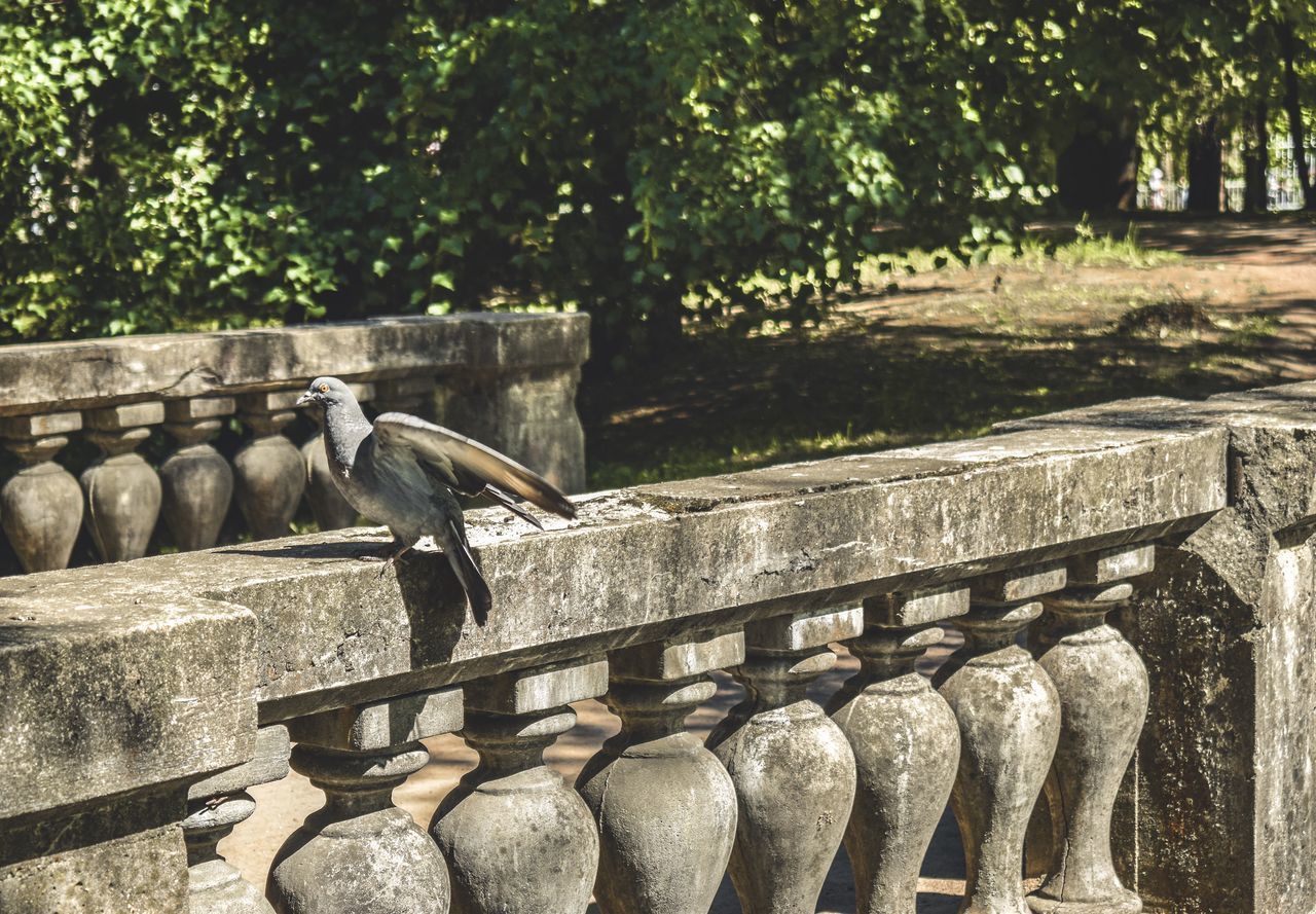 BIRD PERCHING ON RAILING