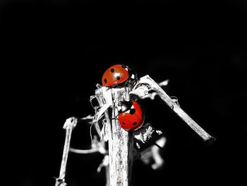 Close-up of ladybug against black background