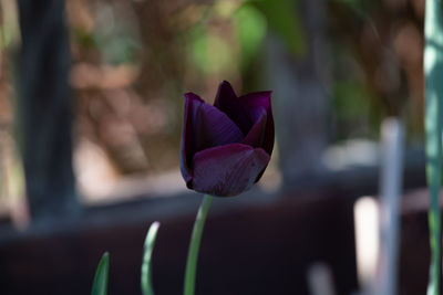 Close-up of purple flowering plant