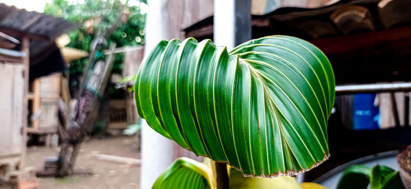 Bonsai coconut plant