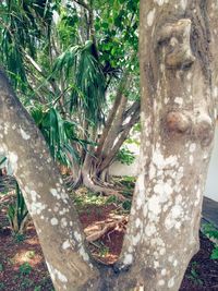 Close-up of tree trunk