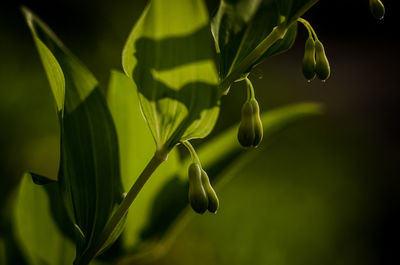 Close-up of insect on plant