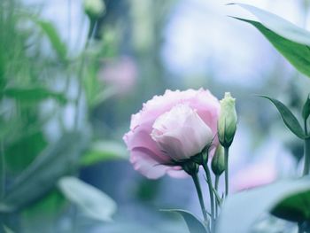 Close-up of pink flowering plant