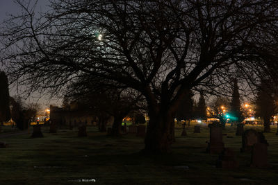 Silhouette of bare trees at night