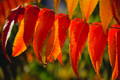 Blätter im herbst an einem ast 