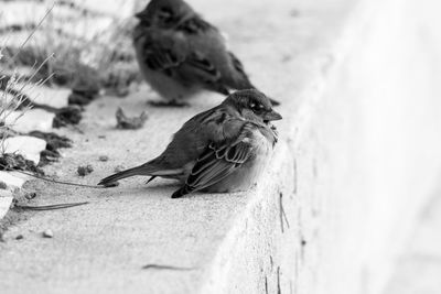 Close-up of bird