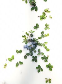 High angle view of leaves against white background