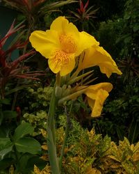 Close-up of yellow flowers blooming outdoors