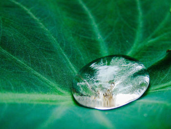 Macro shot of water drop on leaf