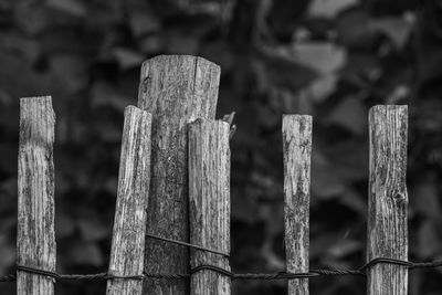 Close-up of wooden fence