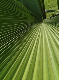 Full frame shot of palm leaves