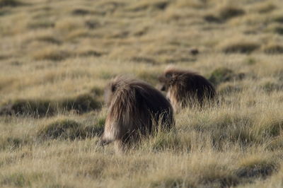 Closeup portrait of two gelada monkey theropithecus gelada grazing semien mountains, ethiopia.