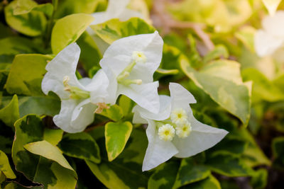 Close-up of white flowering plant leaves