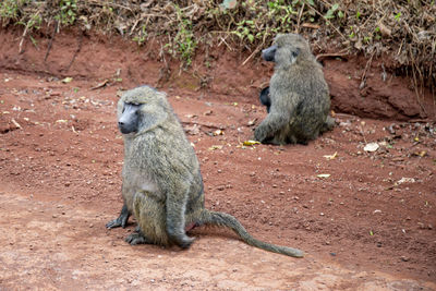 Ngorongoro wild animals n tanzania