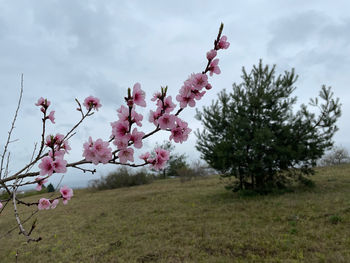 Pink cherry blossom tree on field against sky