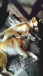 domestic animals