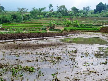 Scenic view of field against sky