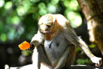 Close-up of monkey eating