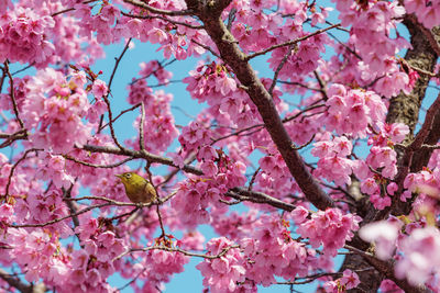 Low angle view of pink flowers on tree