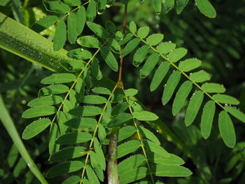 Close-up of wet plant leaves