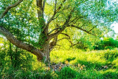 Trees growing in field