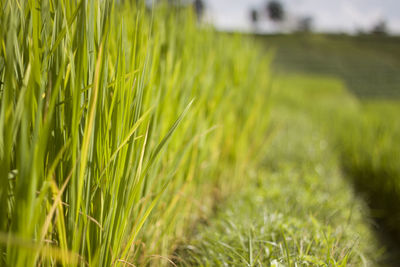 Close-up of wheat field